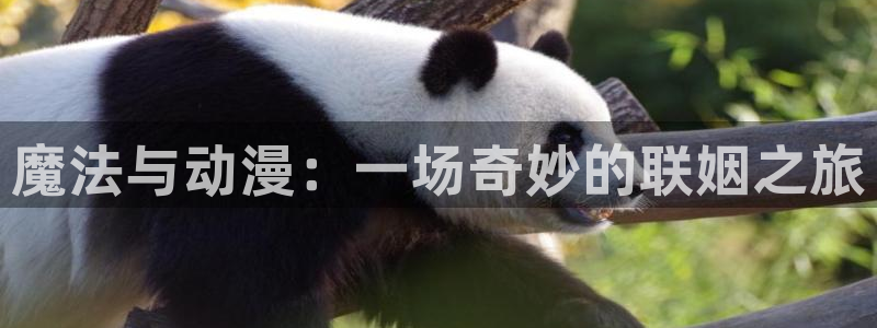 www.51动漫：魔法与动漫：一场奇妙的联姻之旅